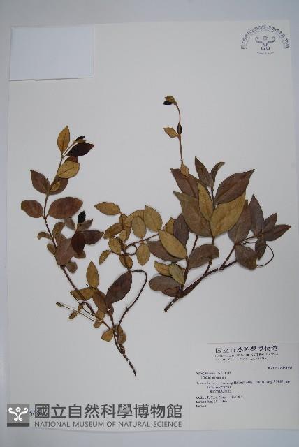 登錄號:S034569藏品圖，第1張