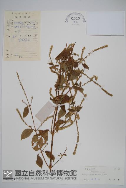 土牛膝藏品圖，第1張