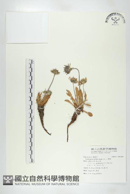 玉山山蘿蔔藏品圖，第1張