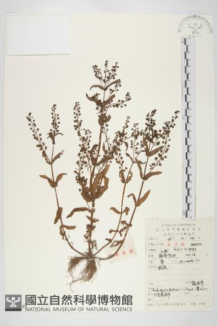 鼠耳芥藏品圖，第1張