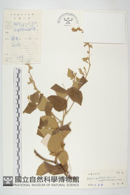 大花飛蛾藤藏品圖，第1張