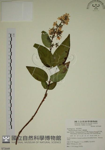 大葉溲疏藏品圖，第1張