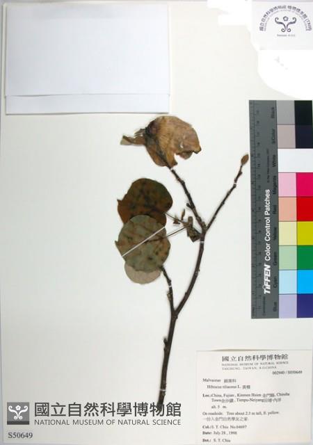 黃槿藏品圖，第1張