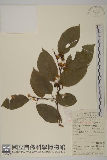 顯柱南蛇藤藏品圖，第1張