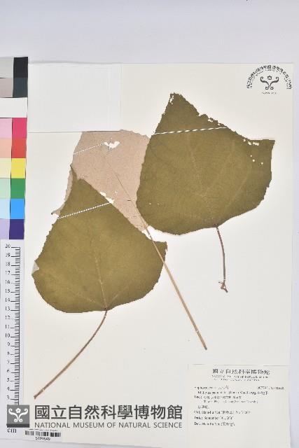 Turn-in-the-wind Collection Image