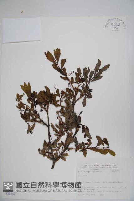 登錄號:S031649藏品圖，第1張