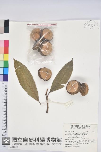 厚鱗石櫟藏品圖，第1張