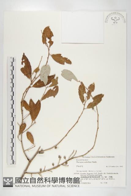 小葉胡頹子藏品圖，第1張