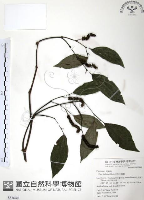 風藤藏品圖，第1張