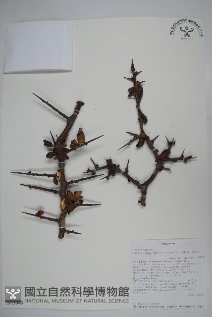 登錄號:S093649藏品圖，第1張