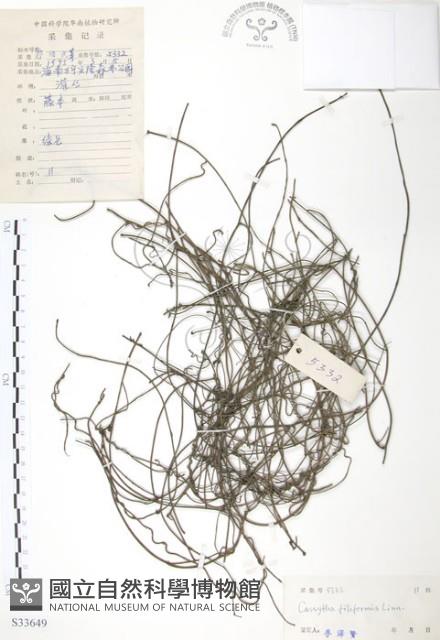 無根草藏品圖，第1張