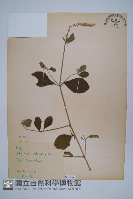 登錄號:S073649藏品圖，第1張