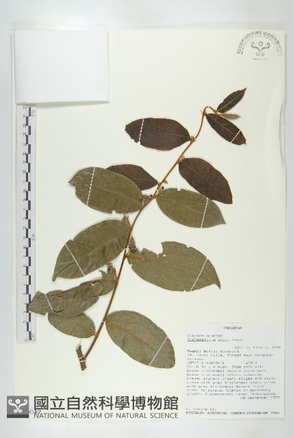 登錄號:S096049藏品圖，第1張