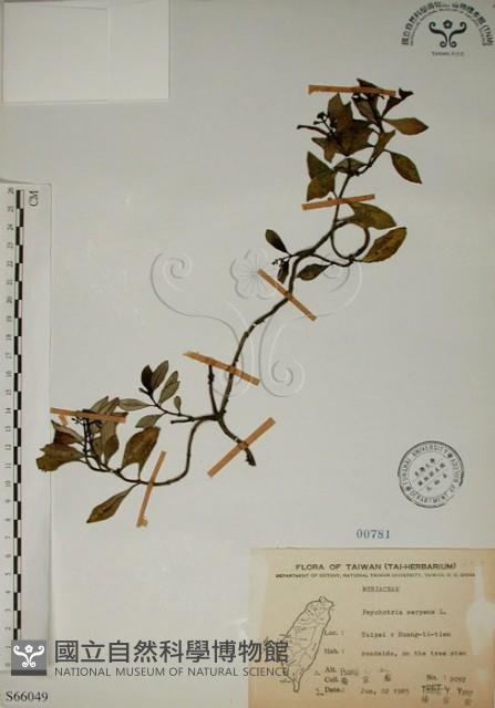 拎壁龍藏品圖，第1張