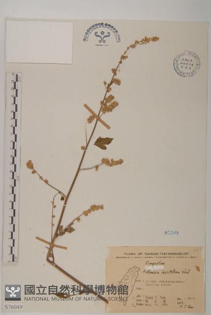 角菜、珍珠菜藏品圖，第1張