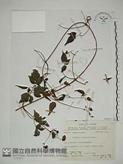 小木通藏品圖，第1張