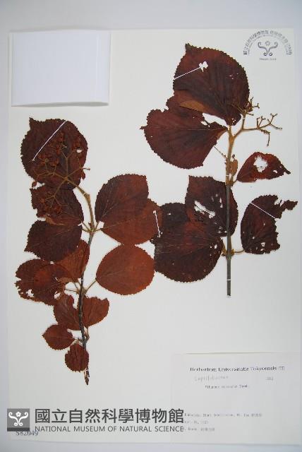 莢迷藏品圖，第1張