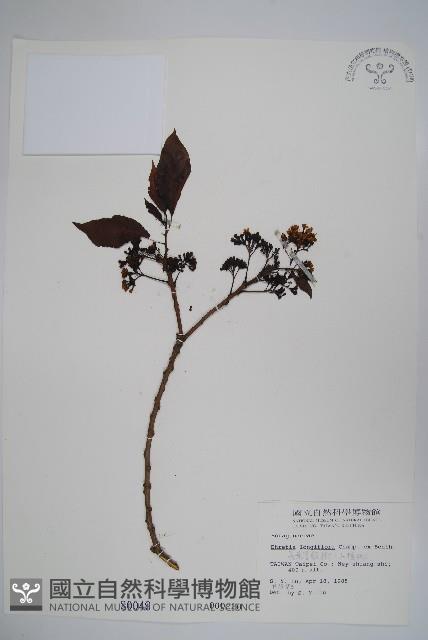 長花厚殼樹藏品圖，第1張