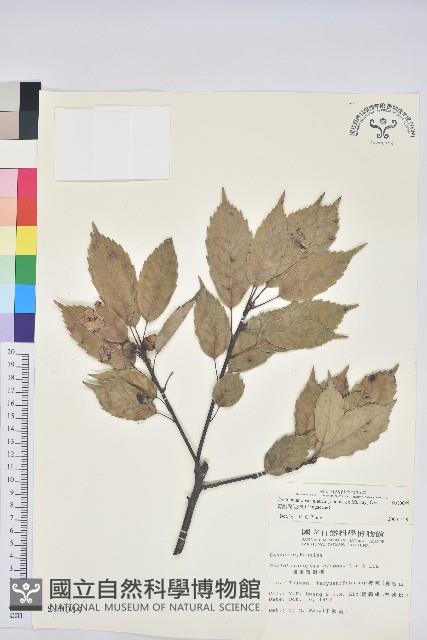 青剛櫟、鐵椆藏品圖，第1張