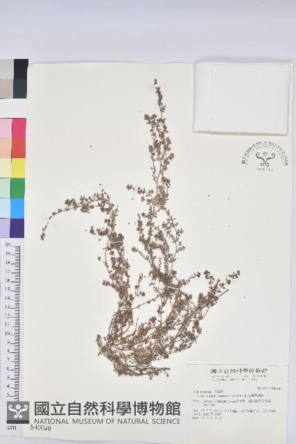 Accession Number:S040049 Collection Image