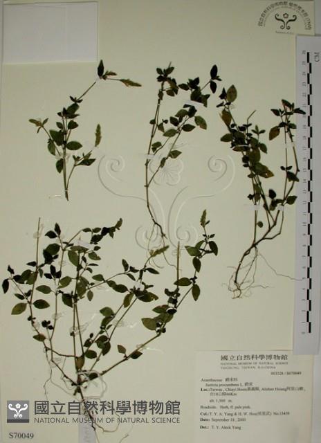 爵床藏品圖，第1張