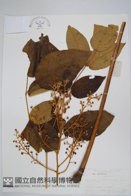 蔥木藏品圖，第1張