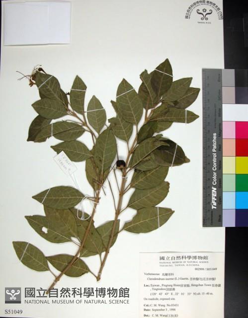 苦林盤藏品圖，第1張