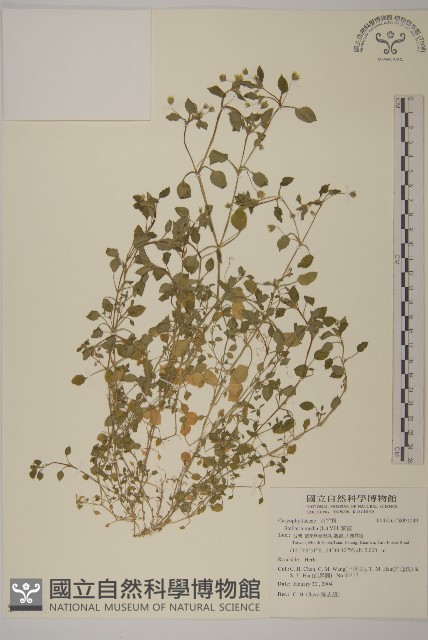繁縷藏品圖，第1張