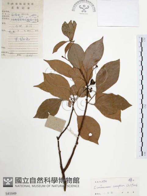 樟樹藏品圖，第1張