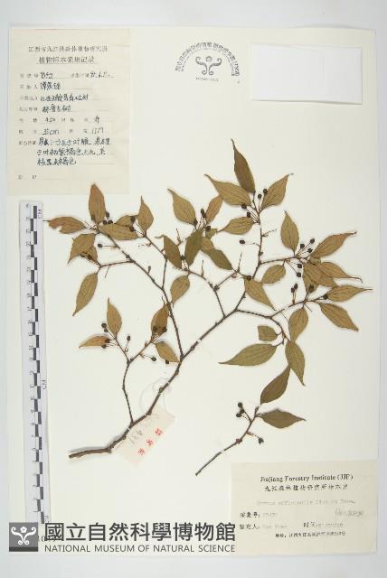 山茱萸藏品圖，第1張