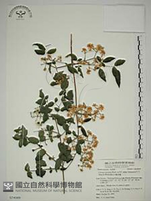梨山小蓑衣藤藏品圖，第1張