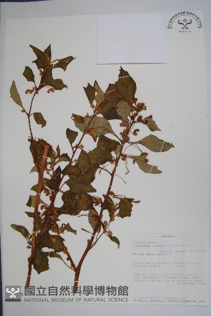 登錄號:S094049藏品圖，第1張