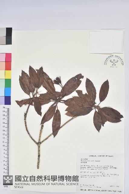 森氏杜鵑、森氏滿江紅藏品圖，第1張