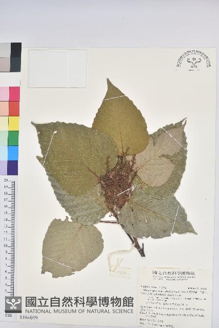 紅肉橙蘭、華血桐藏品圖，第1張