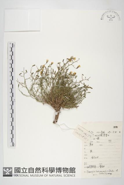 細葉黃鵪菜藏品圖，第1張