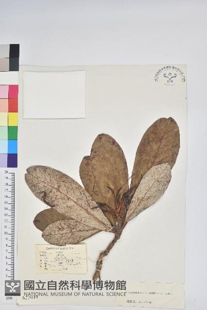 紫玉盤杜鵑藏品圖，第1張