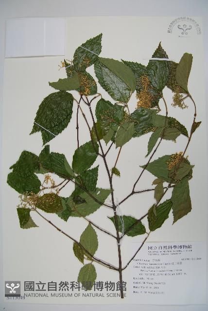 紅子莢迷藏品圖，第1張