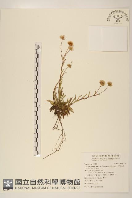 福山氏飛蓬藏品圖，第1張