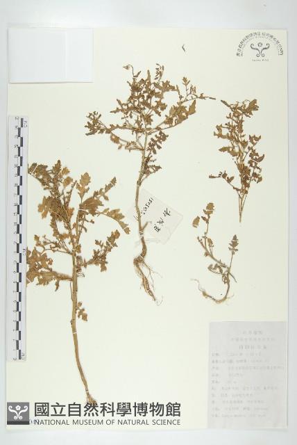 鳳花菜藏品圖，第1張