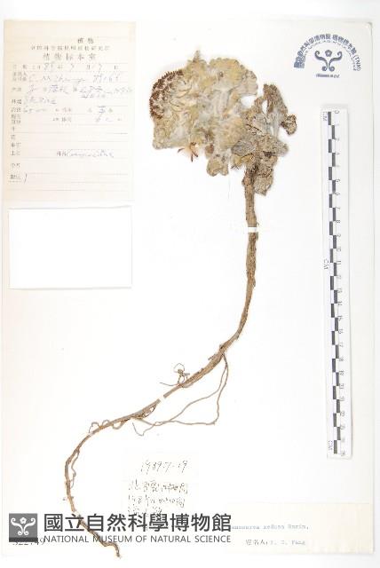 水母雪蓮花藏品圖，第1張