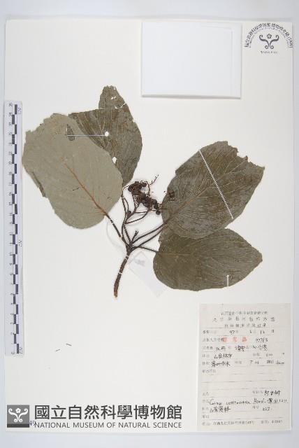 燈臺樹藏品圖，第1張