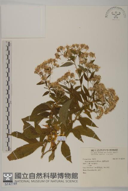 臺灣馬蘭藏品圖，第1張