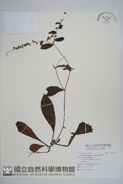 盾果草藏品圖，第1張