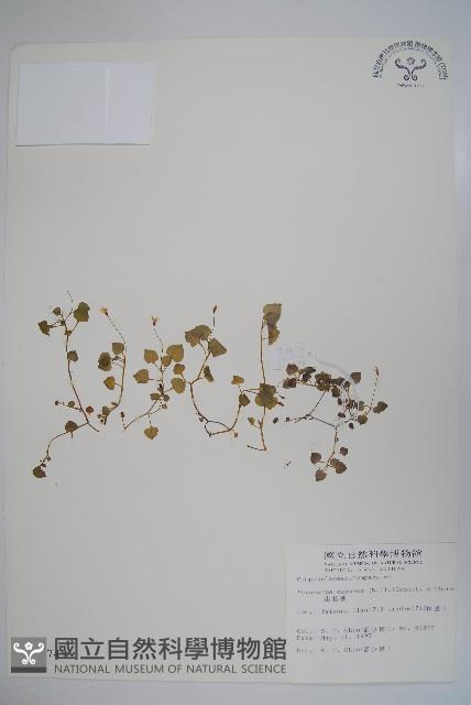 山桔梗藏品圖，第1張