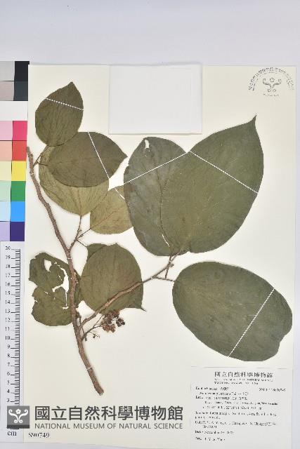 紅頭五月茶藏品圖，第1張