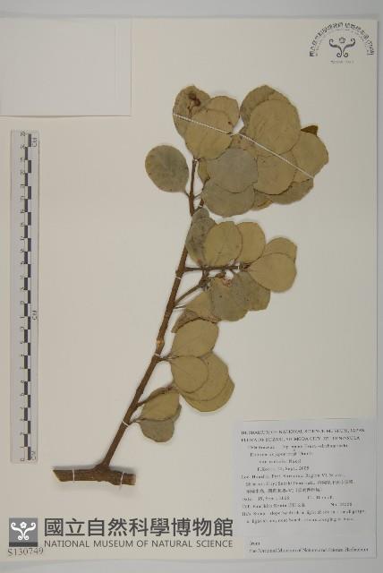 登錄號:S130749藏品圖，第1張