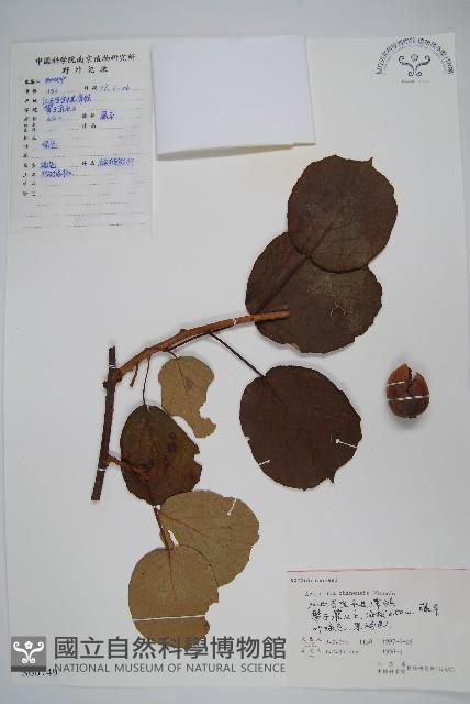 獼猴桃、奇異果藏品圖，第1張