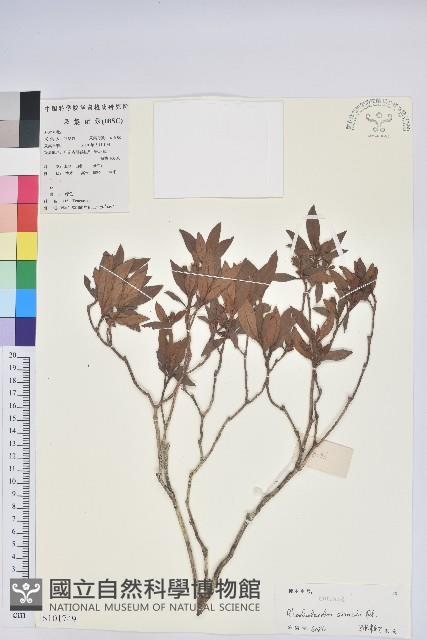 唐杜鵑、大屯杜鵑、中原氏杜鵑藏品圖，第1張