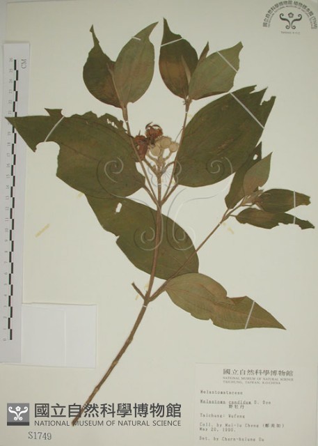 野牡丹藏品圖，第1張