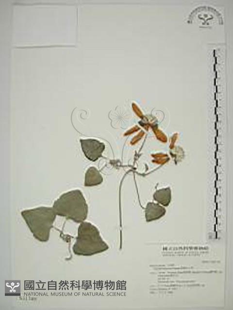 屏東鐵線蓮藏品圖，第1張